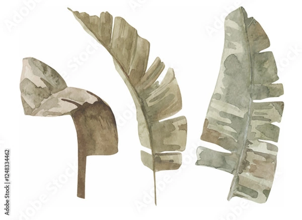 Fototapeta Vector watercolor banana leaves illustration isolated on white background