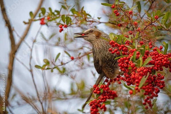 Obraz Bird in Japan - Brown Eared Bulbul eating red berries