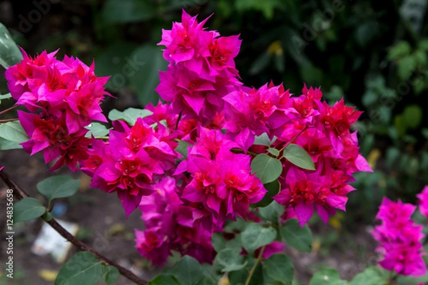 Fototapeta Close-up of pink cosmos flower