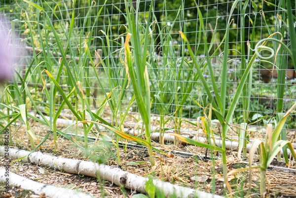 Fototapeta Mixed culture of garlic and climbing cucumbers with metal trellis support in organic garden, demonstrating sustainable mixed cultivation methods