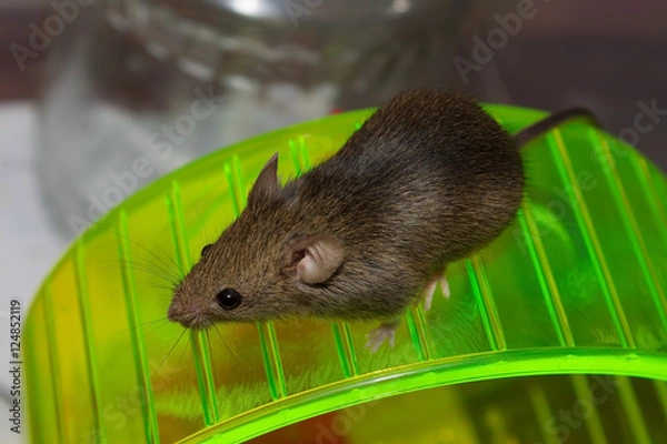 Obraz Усатый серый мышонок на колесе