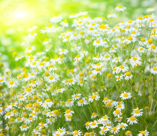 Obraz Rising sun above the beautiful chamomiles