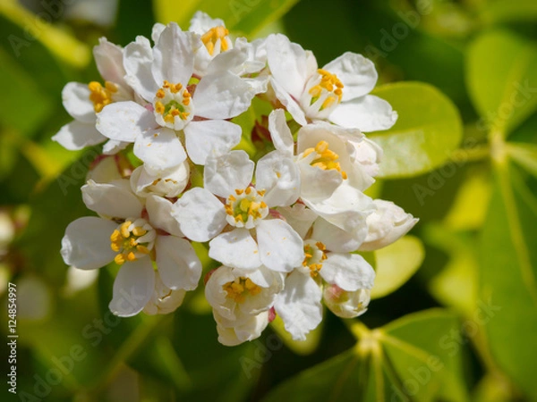 Obraz Choisya ternata