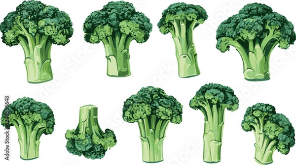 Fototapeta Broccoli handdrawn vector illustration set isolated white background