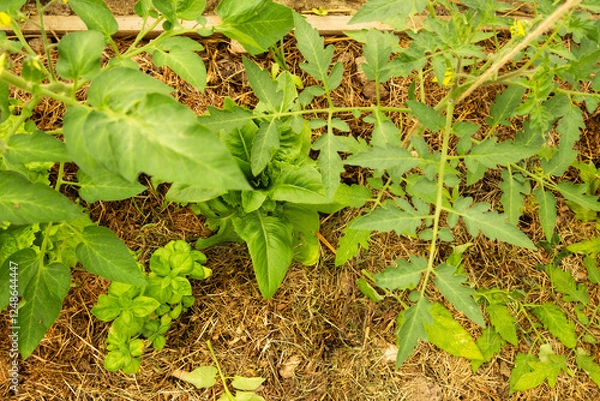 Obraz Growing different vegetables in a greenhouse with mulching soil to improve its quality