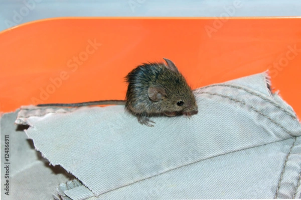 Obraz Мокрый мышонок