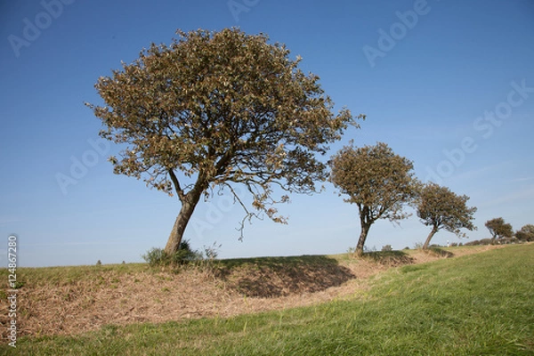 Obraz tree against clear sky