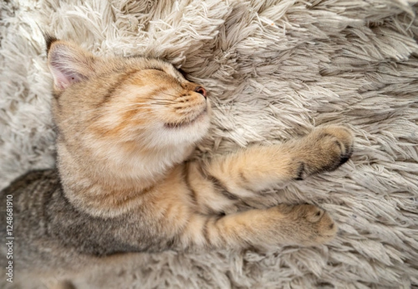 Obraz Kitten girl Scottish fold, pet in the apartment, small gray cat.