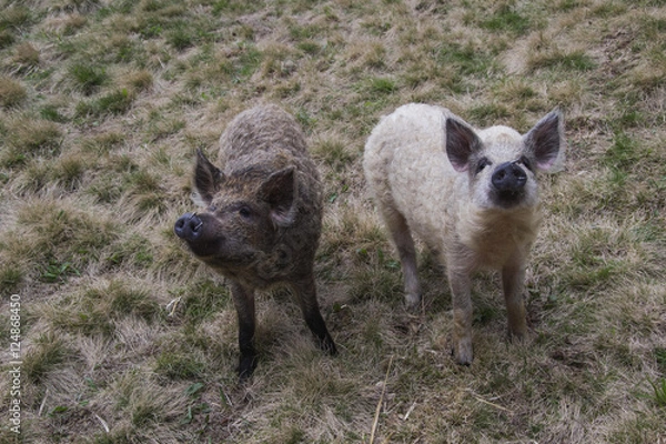 Obraz Mangalitsa pig