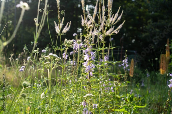Fototapeta Natural perennial garden with Culver's Root 'Lavendelturm'(Veronicastrum virginicum), Creeping Bellflower (Campanula rapunculoides) and Cream Scabious (Scabiosa ochroleuca), pollinator-friendly plants