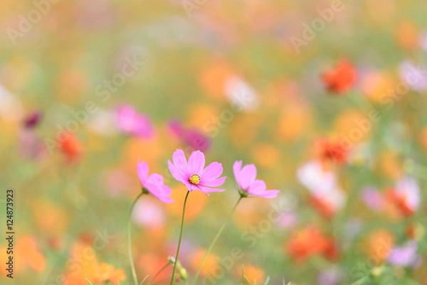 Obraz コスモス畑