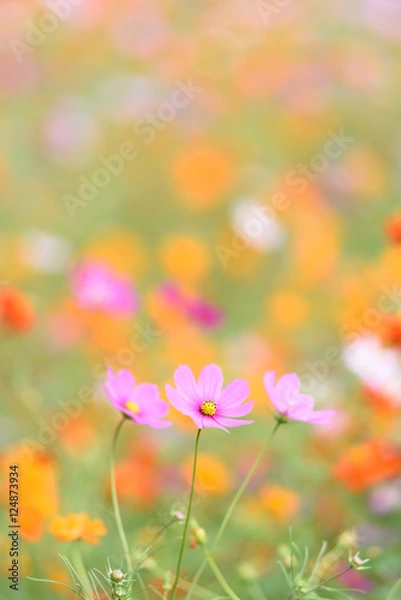 Obraz コスモス畑