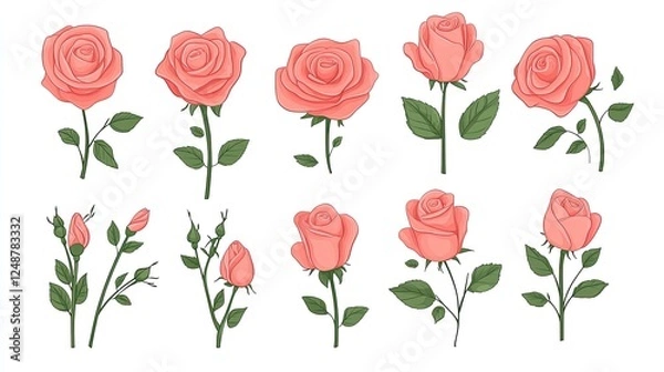 Fototapeta Collection of various pink roses in different stages of bloom and growth on a white background