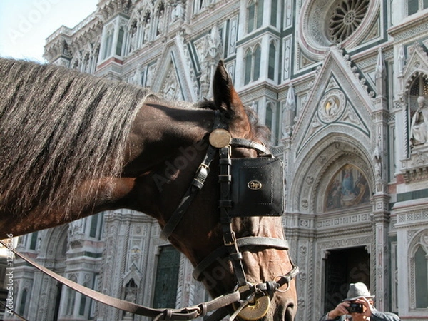 Obraz horse at florence church