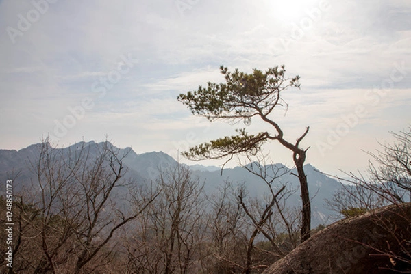 Obraz 북한산 소나무