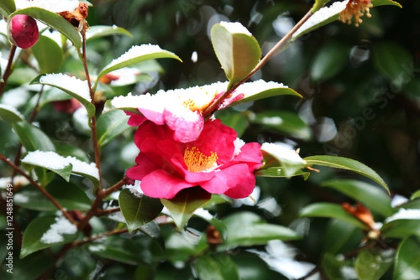 Obraz Camellia flowers blooming in the winter when white snow falls