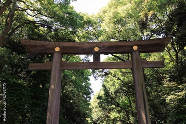 Fototapeta 明治神宮　大鳥居