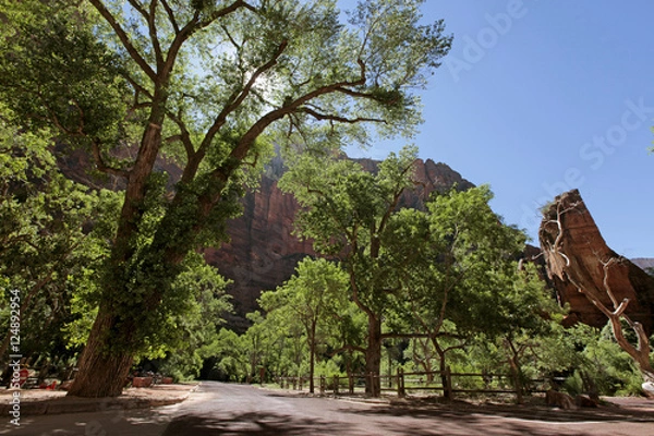 Obraz trees n road