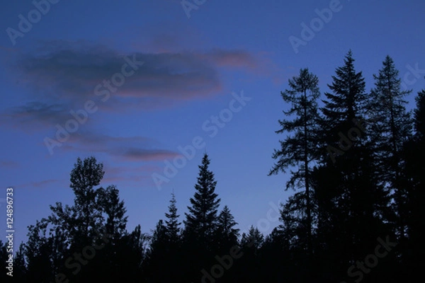 Obraz trees n dusk sky