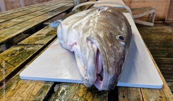 Fototapeta Enormous size fresh Atlantic skrei cod on a fish processing table in Northern Norway weighting more than 30 kilos.