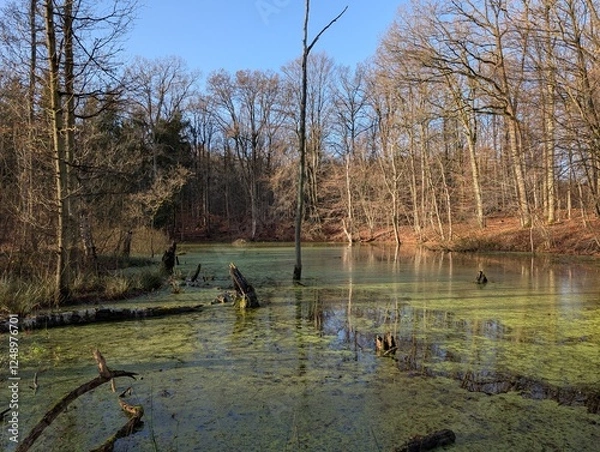 Obraz A still lake reflects the bare trees of a winter forest, its surface coated with a vibrant green layer of aquatic growth.