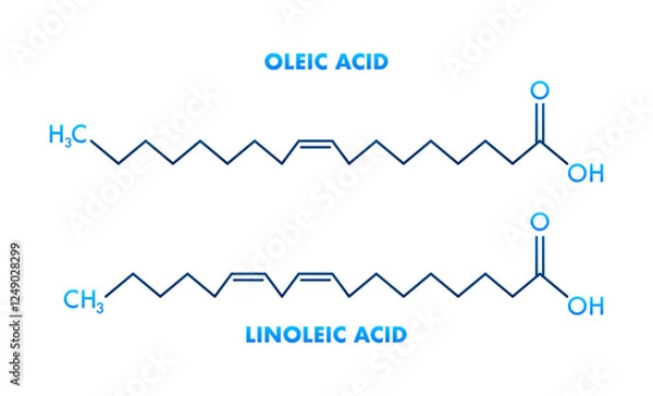 Obraz Oleic Acid and Linoleic Acid Structural Chemical Formulas Showing Differences