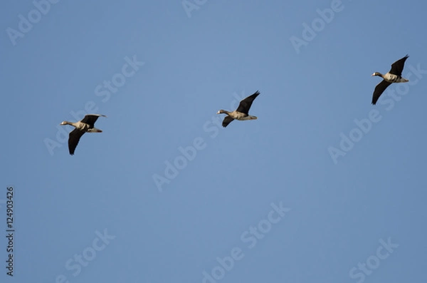 Fototapeta Three Greater White-Fronted Geese Flying in a Blue Sky