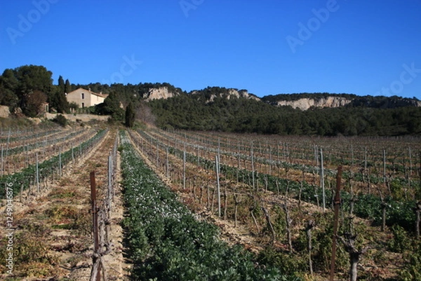 Fototapeta Vignobles de la Clape en hiver (Aude,Languedoc-Roussillon ,France)