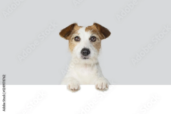 Obraz Close-up jack russell dog peeking over a white blank hanging its paws over. Isolated on grey background