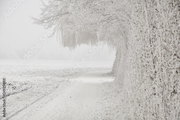 Obraz snowy field, trees and tree branches. Winter landscape
