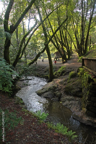 Fototapeta bridge n stream n trees