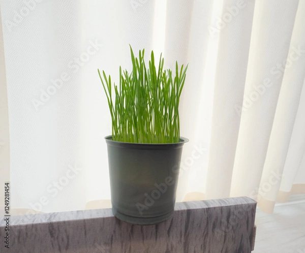 Obraz Cat grass for cleaning the stomach of cats, a medicinal plant for animals with vitamins.