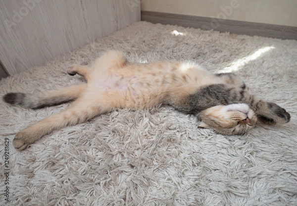 Obraz Kitten girl Scottish fold, pet in the apartment, small gray cat.