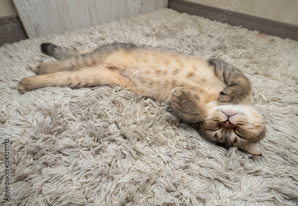 Obraz Kitten girl Scottish fold, pet in the apartment, small gray cat.