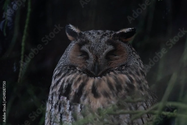 Fototapeta Long-eared owl (Asio otus) sleeping in a tree.
