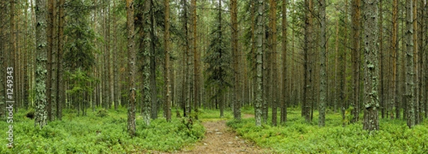 Obraz nothern forest