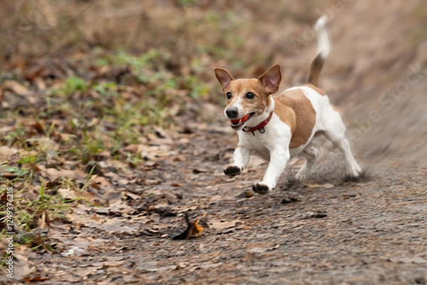 Fototapeta A small dog with brown and white fur is running energetically down a dirt path surrounded by fallen leaves in a wooded area during early autumn