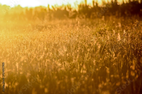 Obraz Golden field at sunset