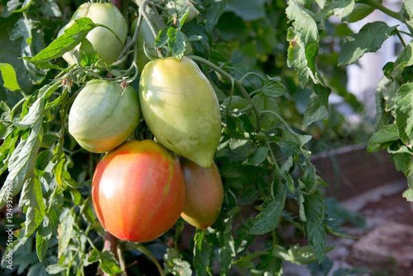 Fototapeta Large ripe and juicy beefsteak tomatoes in the home garden .