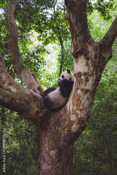 Obraz giant panda in tree