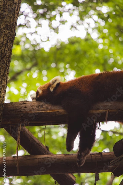 Fototapeta red panda in tree