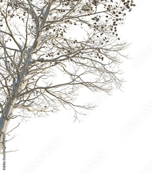 Fototapeta Sassafras tzumu Tree corner cutout png transparent isolate