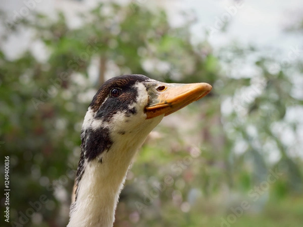 Obraz Free range duck on a farm.