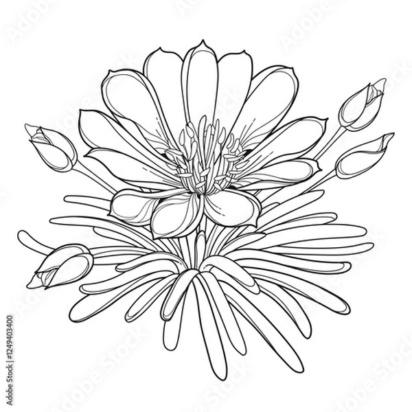 Obraz Bunch with outline Bitterroot or Lewisia rediviva flower and leaves in black isolated on white background.  