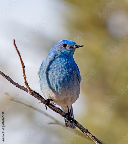 Fototapeta Mountain Bluebird