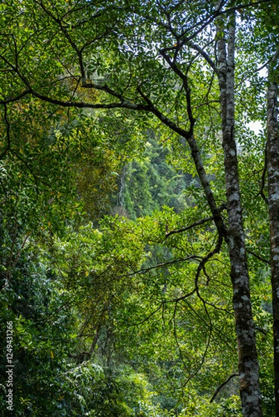 Fototapeta View of sunlight through the trees in the forest with natural landscape