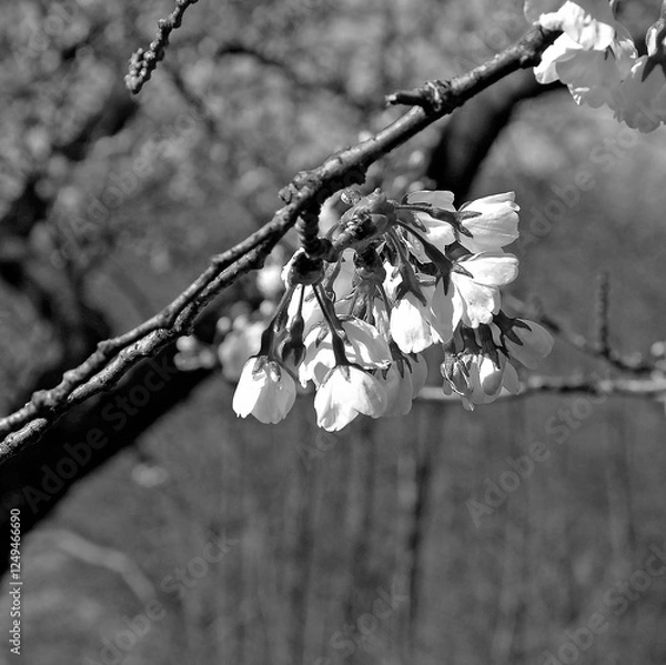 Obraz cherry blossom in spring