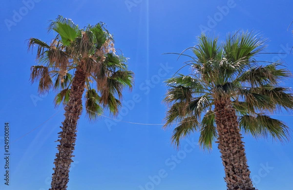 Obraz Two tall palm trees against a bright blue sky