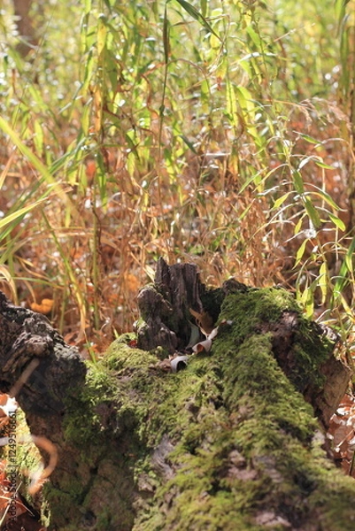 Obraz A field of wild plants growing in the meadow.