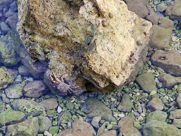 Obraz Clear shallow water with rocks and small limpet shell